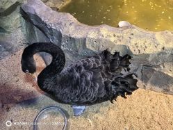 -酷嗒动物文化乐园(cutezoo西溪乐天城店)