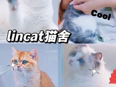 -lincat·猫舍(广州店)