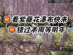 -嘉定紫藤园