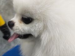 -瑞鹏宠物医院华南总院·夜诊·心脏科·骨科