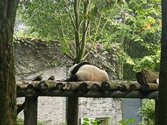 -都江堰中华大熊猫苑
