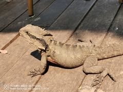 -可伦宾野生动物保护区