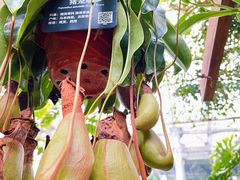 -北京植物园-展览温室