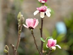-粤菜王府·海鲜·茶市·海景餐厅(大梅沙店)