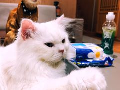-MOCHA明星猫咖(田子坊店)