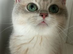 -东方名猫馆·英短金渐层布偶猫舍(环线广场1号楼店)