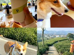 -白茶原·一片叶子