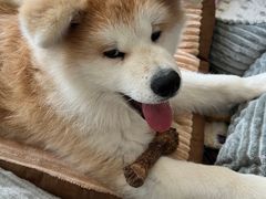 -美美宠物诊疗中心·异宠·骨科(滨江东信分院)
