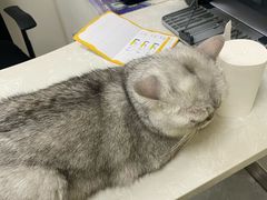 -中农国际动物医院24小时·猫科·骨科·急重症中心