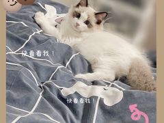 -猫十亿·布偶金渐层·曼基康矮脚猫舍(青年路店)