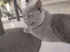 -平行世界·猫咖(首经贸店)