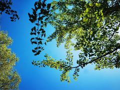 -长白岛森林公园