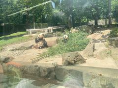-都江堰中华大熊猫苑