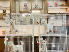 -翊宠yipet猫狗购宠庄园犬舍•猫舍