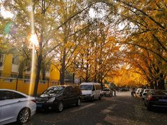 -三里屯东五街银杏大道