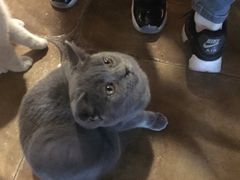 -共舞时光猫咖·狗咖(新街口店)