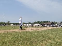-盐城丹顶鹤湿地生态旅游区