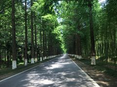 -黄海国家森林公园