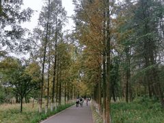 -昆山城市生态森林公园