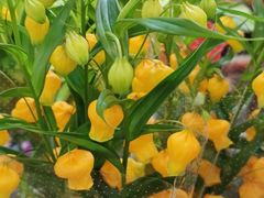 -双季花艺园艺市场(浦东店)