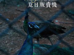 -红山森林动物园