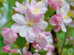 -海棠花溪(元大都城垣遗址公园)