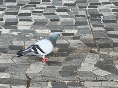 -天星小轮码头