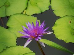 -国家植物园南园