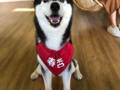 -Husky Go! 哈士奇体验馆·宠物咖啡厅狗咖