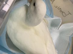 -美联众合动物医院·24h转诊中心