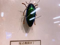 -浙江自然博物院(杭州馆)