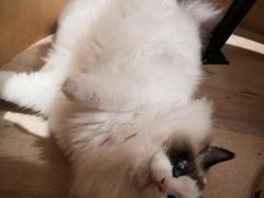 -CAT’S MEWSTAR CAFE·喵星球猫屋(晴湾咖啡店)