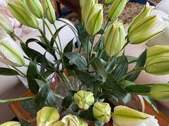 -双季花艺园艺市场(浦东店)