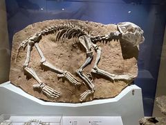 -国家自然博物馆