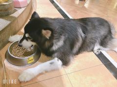 -more than meow吴止猫主题餐厅(承德 中船汇店)