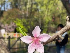 -南汇桃花村