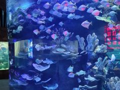 -左海海底世界
