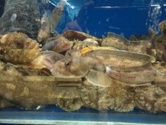 -新海渔港·胶东海鲜家常菜·家宴(奥体中心店)