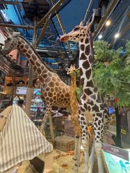 -卡通尼·Safari非洲探索乐园·生日会(金桥国际商业广场店)