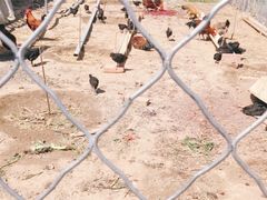 -昌平兴寿秀秀草莓采摘园