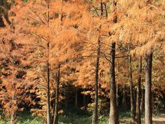-番禺大夫山森林公园