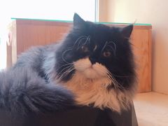 -名猫咖啡馆·撸猫·拼豆