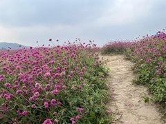 -径山花海