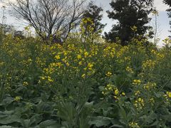 -天适樱花悠乐园