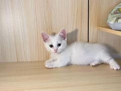-贝康宠物医院·犬猫全科·小动物特色诊疗中心(东环路店)