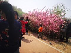 -丁香湖公园
