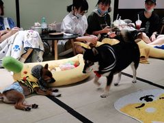 -逗柴咖啡屋·狗咖猫咖宠物桌游