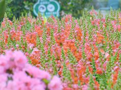 -铁山坪森林公园