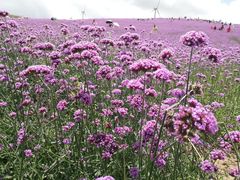 -贵州云顶草原民族风情园