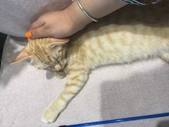 -藏猫猫咖啡主题馆(中央大道店)
